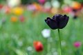 tulipano2010_04