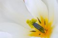 tulipano2010_07_a