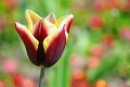tulipano2010_09_a