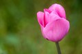 tulipano2010_11