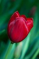 tulipano2010_12