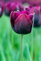 tulipano2010_13