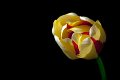tulipano2010_14a