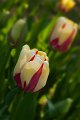 tulipano2010_15