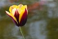 tulipano2010_16