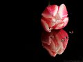 tulipano_rosa01