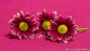 3fiori