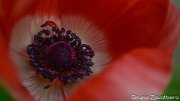 anemone02