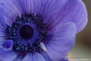 anemone04
