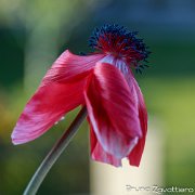 anemone05