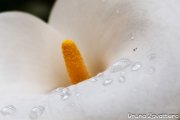 calla02