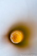 calla03