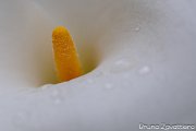 calla_minimal