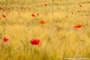 campo_papaveri