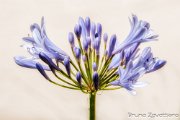 fiore01a
