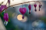 fiori-a-cuore01