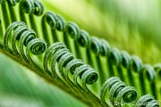 foglie-spirali01