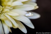 gerbera-goccia01
