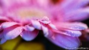 gerbera-rosa04