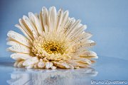 gerbera-still-life02