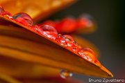 gerbera_arancio_pioggia01