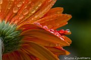 gerbera_arancio_pioggia02