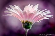gerbera_rosa