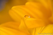 girasole-goccia-dett