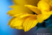 girasole002