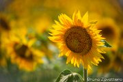 girasoli15
