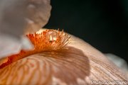 iris-dettaglio