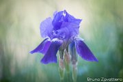 iris-pnv