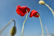 papaveri02