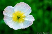 papavero_bianco