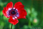 papavero_rosso