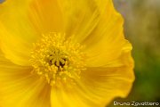 papaverogiallo01