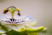 passiflora03