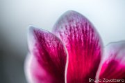 petali-ciclamino01