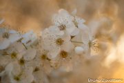 primavera10