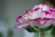 ranuncoli02