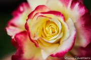 rosa03