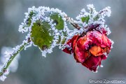 rosa_galaverna_a