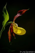 scarpette21-03