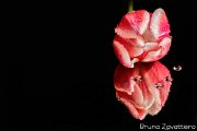 tulipano_rosa01a