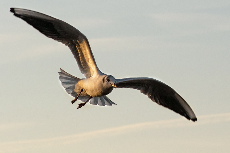 gabbiano_in_volo01.jpg