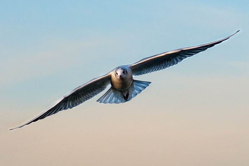 gabbiano_in_volo02.jpg