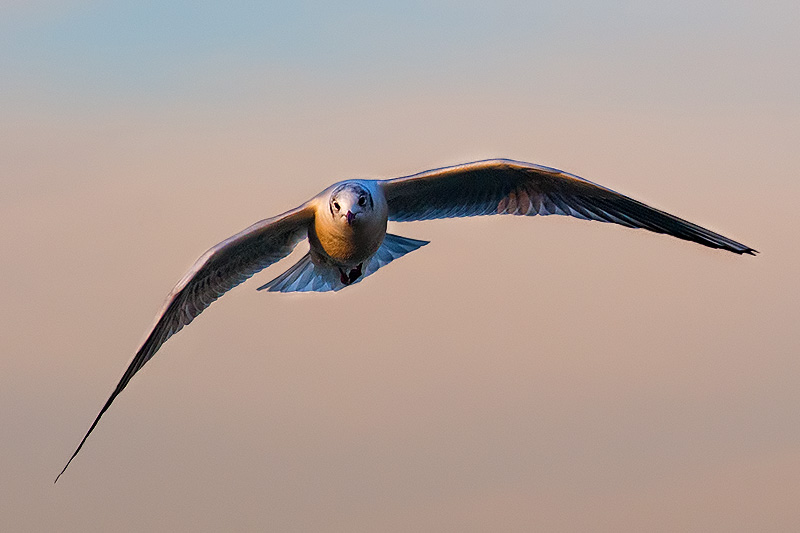 gabbiano_in_volo03.jpg