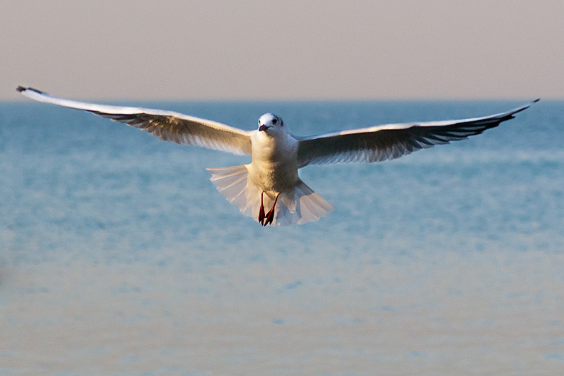 gabbiano_in_volo04.jpg