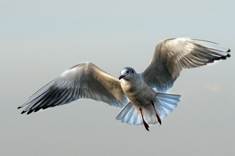gabbiano_in_volo05.jpg