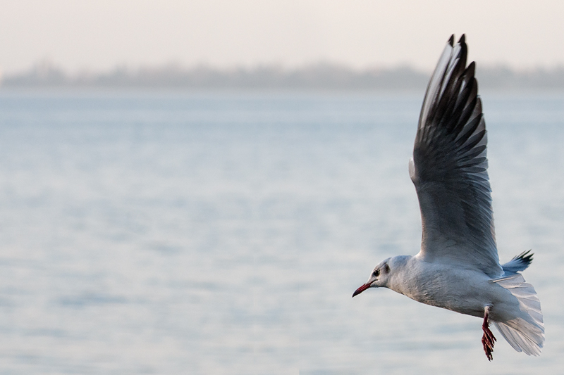 gabbiano_in_volo07.jpg